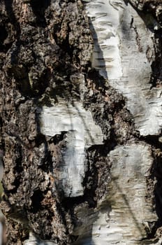 one tree stamm  one a closeup picture beutiful very beutiful