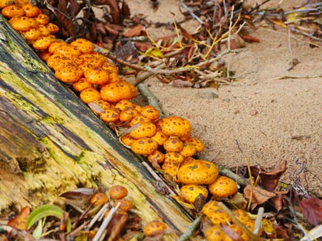 yellow Honey fungus on a stump in autumn