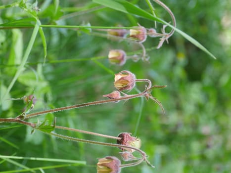 wildflower Geum Rivale close to, medicinal plant used in medicine