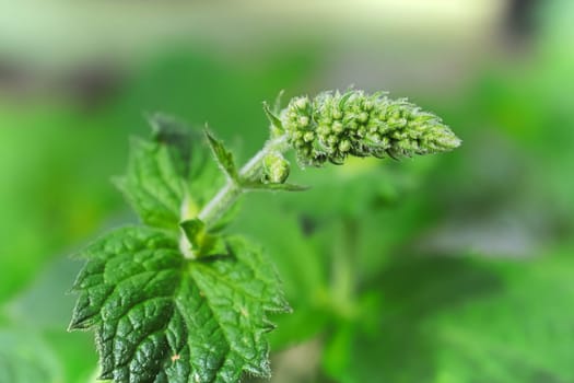 A macro view of leaves and flower bud head of the lemon balm.