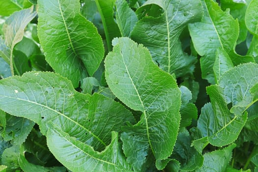 Tall green leaves of the horseradish plant growing.
