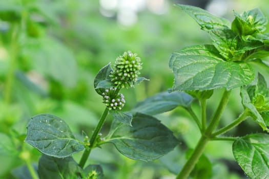 A macro view of leaves and flower bud head of a mint plant.