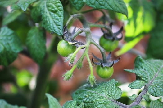 Closeup of young tomatoes and flower buds.