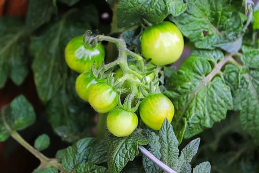 Closeup of small green tomatoes growing on a vine.