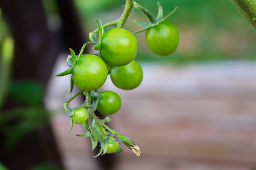 Closeup of small green tomatoes growing on a vine.