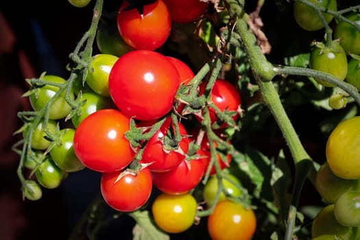 Closeup of a cluster of red tomatoes on the vine in the garden.