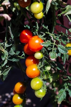 Vertical photo of clusters of tomatoes in various stages of ripeness.