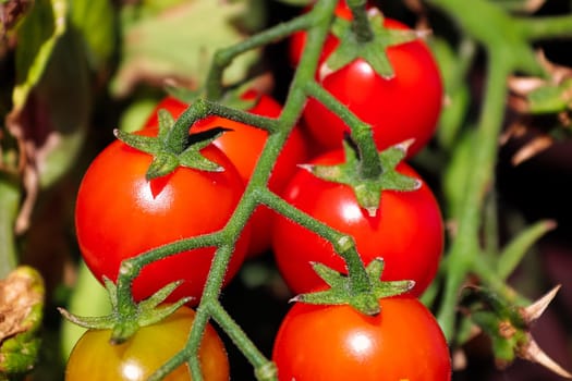 Macro shot of tomatoes end tips of a vine.