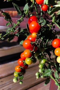 Vertical photo of clusters of tomatoes in various stages of ripeness.
