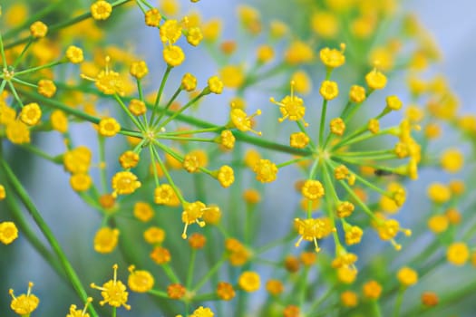 Macro of dill flower anther with a soft focus background.
