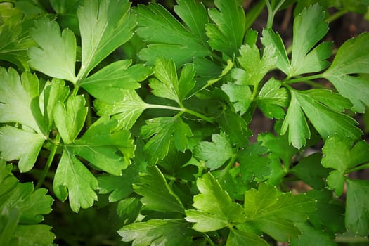 Mcaro background of fresh green parsley leaves.