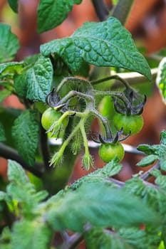 Closeup of young tomatoes and flower buds.