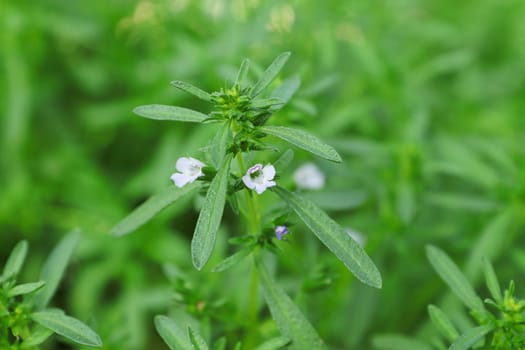 Delicate white flowers blooming on a Summer Savory herb.