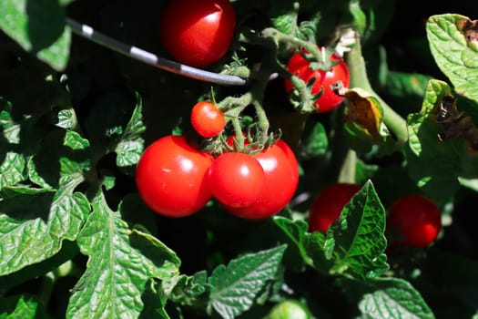 Closeup of ripe cherry tomatoes growing on a plant.