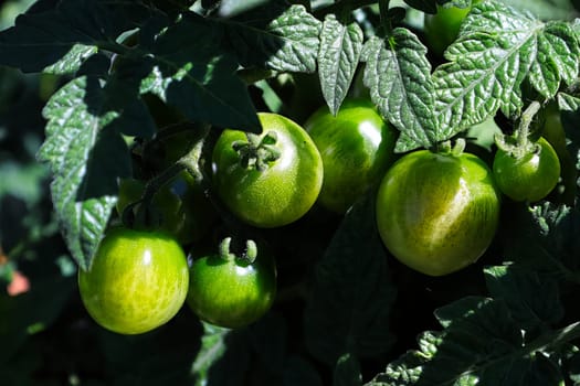 Macro view of small green tomatoes growing on a vine.