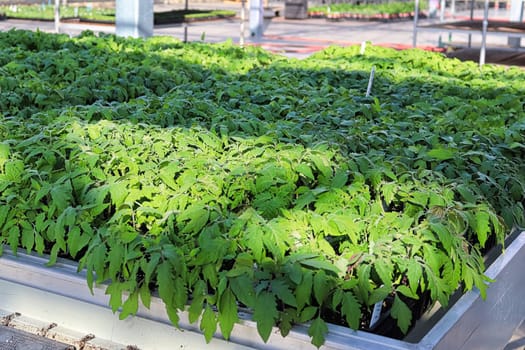 A table full of tomatoes growing in a greenhouse nursery.
