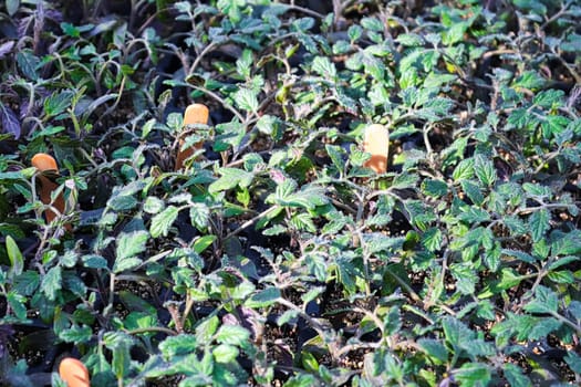 Closeup of tomato seedlings growing in trays.