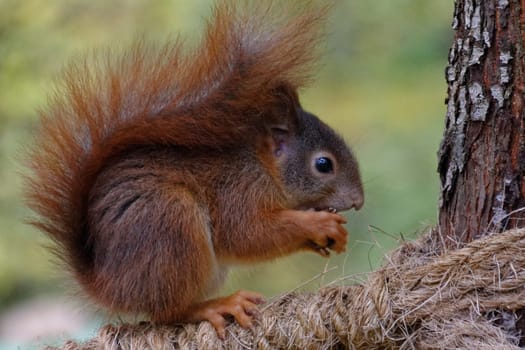 Squirrel