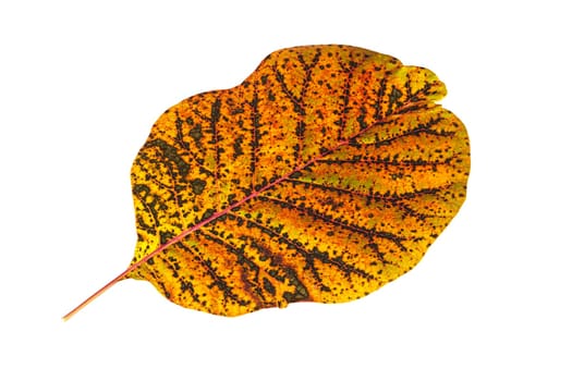 Autumn Leaf Color, close up of deciduous leaf on white background