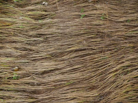 dry grass, abstract combed background