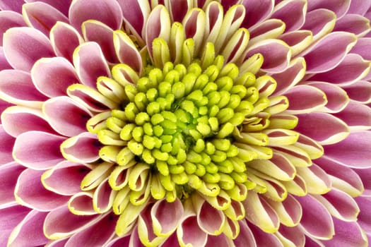 Chrysanthemum Pink Macro, close up and studio shot of beautiful Flower head