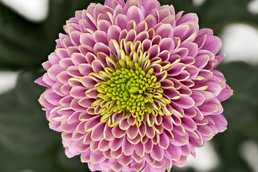 Chrysanthemum Pink Macro, close up and studio shot of beautiful Flower head