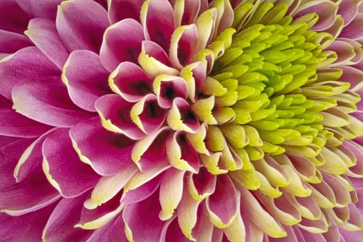 Chrysanthemum Pink Macro, close up and studio shot of beautiful Flower head