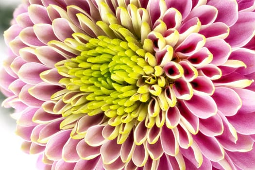 Chrysanthemum Pink Macro, close up and studio shot of beautiful Flower head