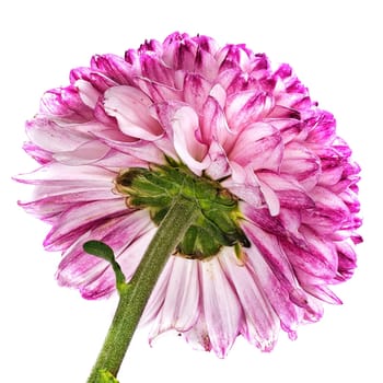 Chrysanthemum Ping Pong, close up of beautiful flower