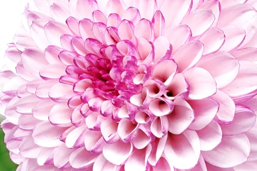 Chrysanthemum Ping Pong, close up of beautiful flower
