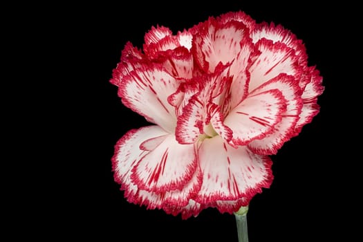Carnation, close up of beautiful flower with black background