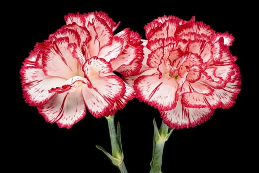Carnation, close up of beautiful flower with black background