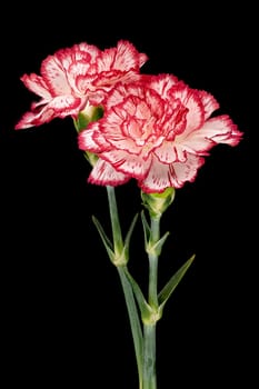 Carnation, close up of beautiful flower with black background