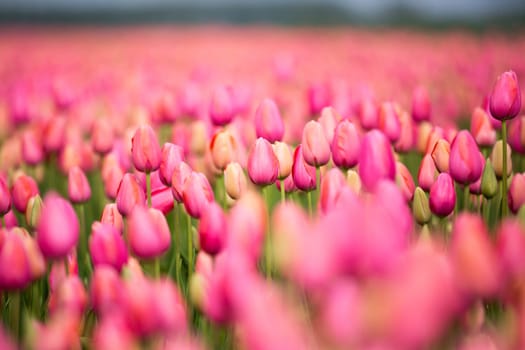 Colorful field of tulips in the Netherlands