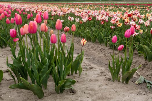 Colorful field of tulips in the Netherlands