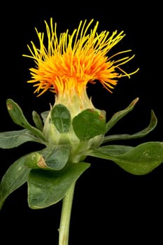 Safflower Close Up, flower head with black background