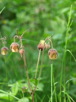 wild flowers of Geum Rivale on long curved stems close-up, medicinal plant used in medicine