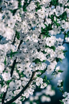 Beautiful flowering cherry - Sakura. Background with flowers on a spring day.