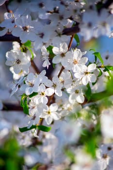 Flowers of the cherry blossoms on a spring day