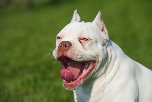 White American Bully puppy dog yawns or laughs on green grass. Medium sized dog with a compact bulky muscular body, blocky head and heavy bone structure.