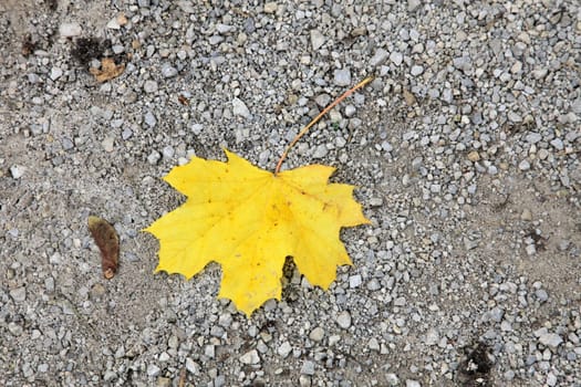 Autumn leaf