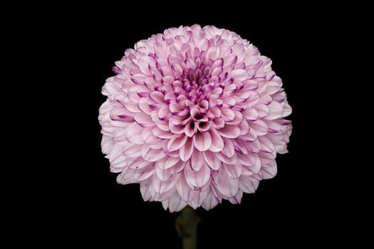Chrysanthemum Ping Pong Purple, close up of beautiful flower