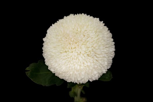 Chrysanthemum Ping Pong White, close up of beautiful flower