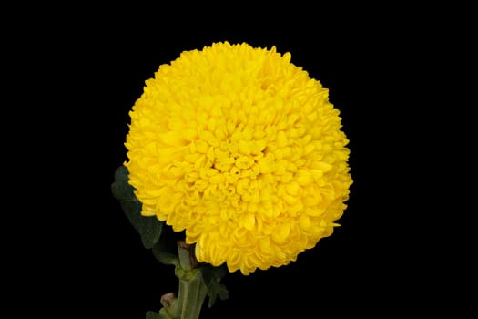 Chrysanthemum Ping Pong Yellow, close up of beautiful flower