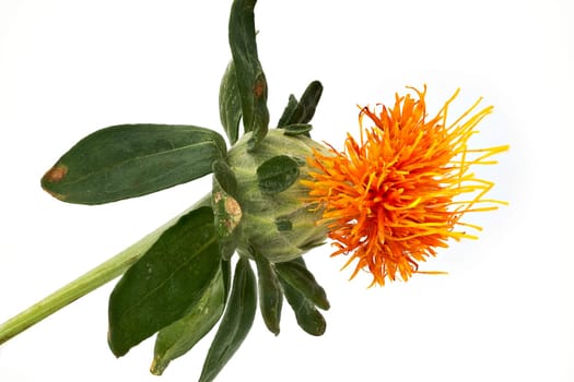 Safflower Close Up, flower head with white background
