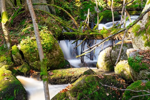 Stream Through Autumn Forest, landscape with flowing water