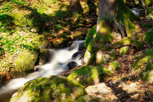Stream Through Autumn Forest, landscape with flowing water