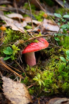 Natural raw pink or red russula emetica in wild forest. Vertical image