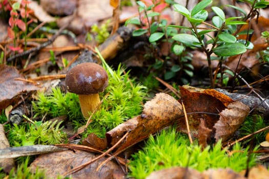 Mushroom xerocomus badius in the wild forest on the moss, Belarus