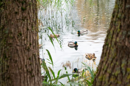 Flock of wild mallard ducks swimming in the water